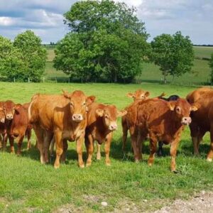 Cheptel-de-vaches-limousines-Produits-fermiers-Crion-Lunéville-Nancy