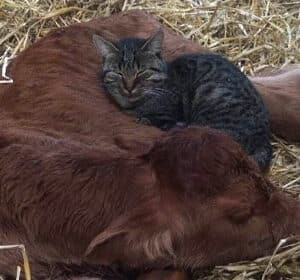Bien-être-animal-Vente-directe-Crion-Lunéville-Nancy