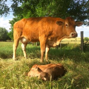 Vache-avec-son-petit Vente-directe-Nancy-Lunéville-Crion